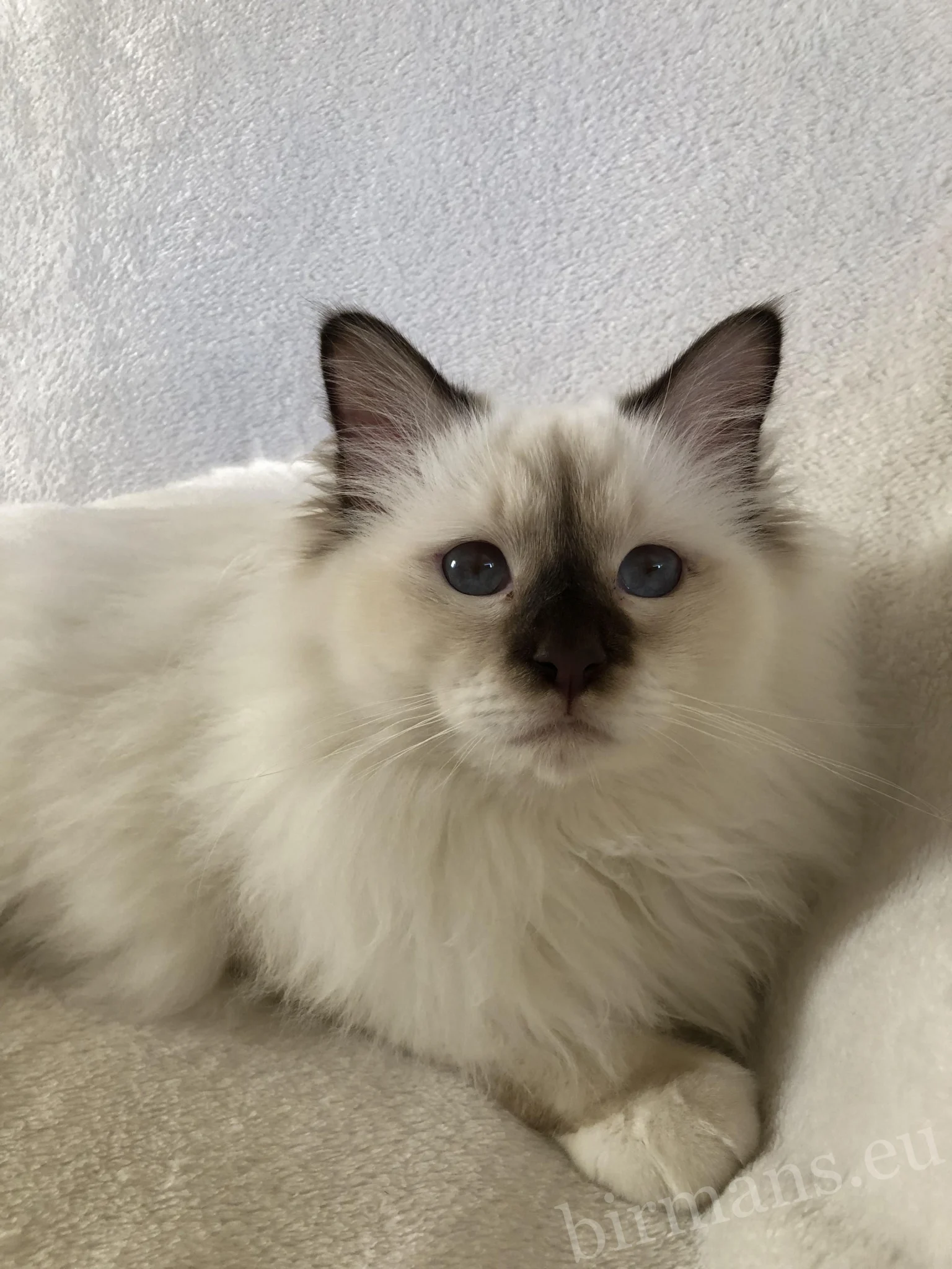Retrato de semental Birman ECH Beethoven Johnnatarie-E of Saba – calidad de Campeón de Europa