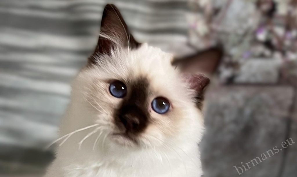 Retrato de cerca de un gatito Birman de color chocolate – ojos azules característicos y facciones delicadas