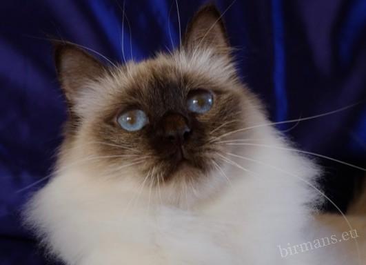Retrato del gato Birman ICH Hiset Laty Mary – criadero Saba Birman, línea documentada