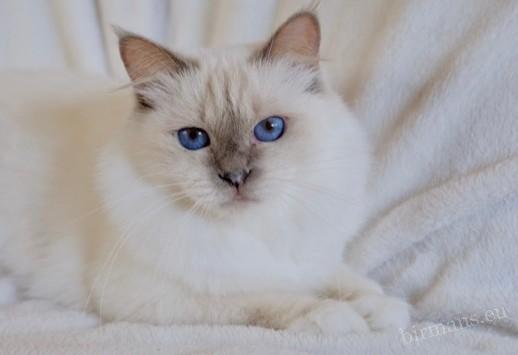 Retrato del gato Birman IC Nofretete von Blütengarten – respaldo genético documentado