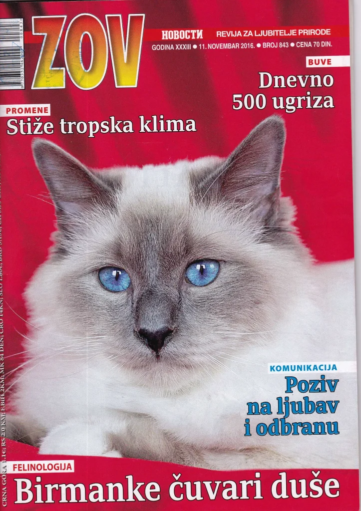 Artículo de periódico serbio sobre el gato campeón del mundo del criadero Saba Birman, Azzurro – presentación en portada
