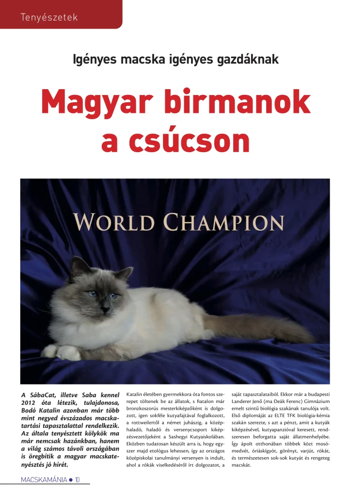 Artículo de periódico húngaro sobre el criadero Saba Birman – presentación de resultados de exposiciones internacionales y líneas de sangre campeonas del mundo