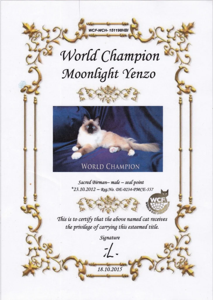 Certificado de Campeón Mundial WCF de WCH Moonlight Yenzo of Saba – gato sagrado de Birmania