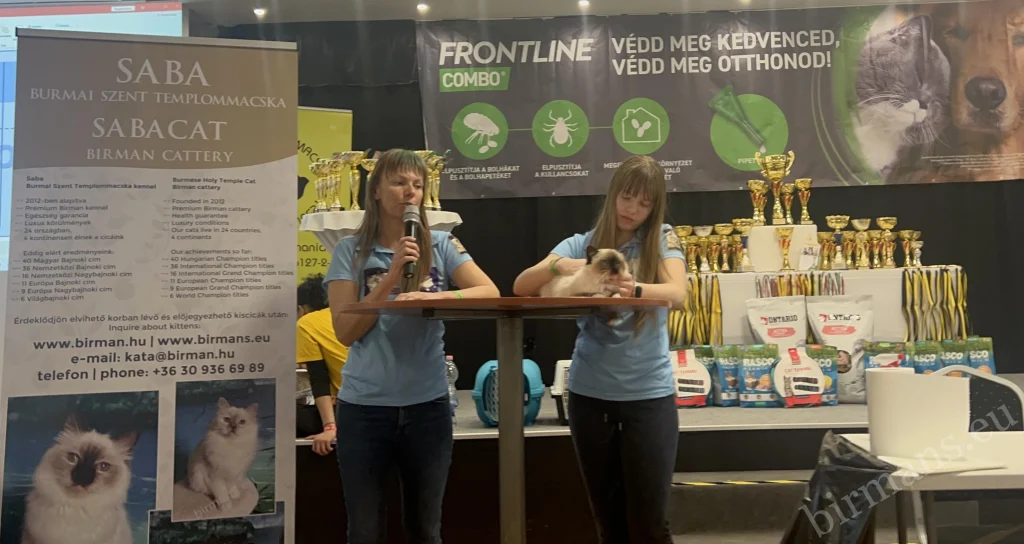 Presentación de la raza Birman, Macska Mánia Budapest 2025, Saba Birman Cattery