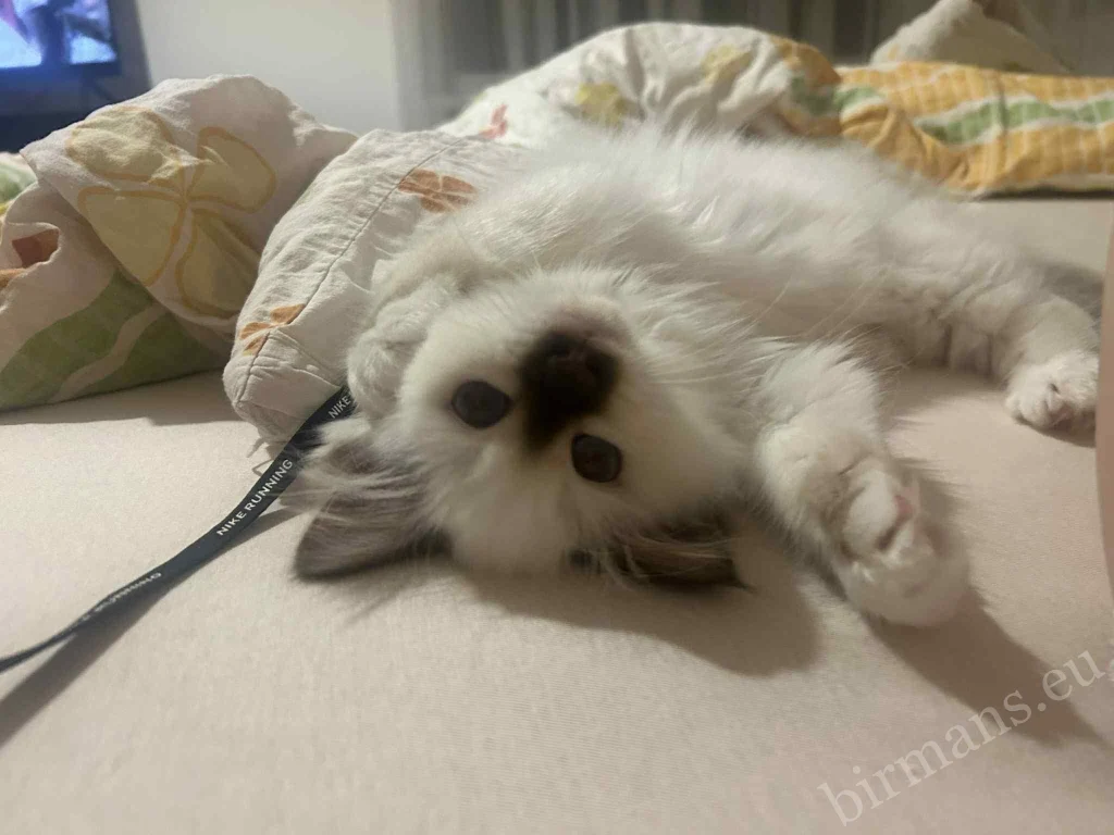 Retrato de cerca de la gata Birmana Saba Gigi en una manta en Hungría – comentarios reales de clientes, entorno doméstico tranquilo