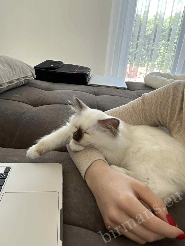 Gata Birmana Saba Gigi durmiendo en los brazos de su dueño en Hungría – comentarios reales de clientes, confianza y vínculo