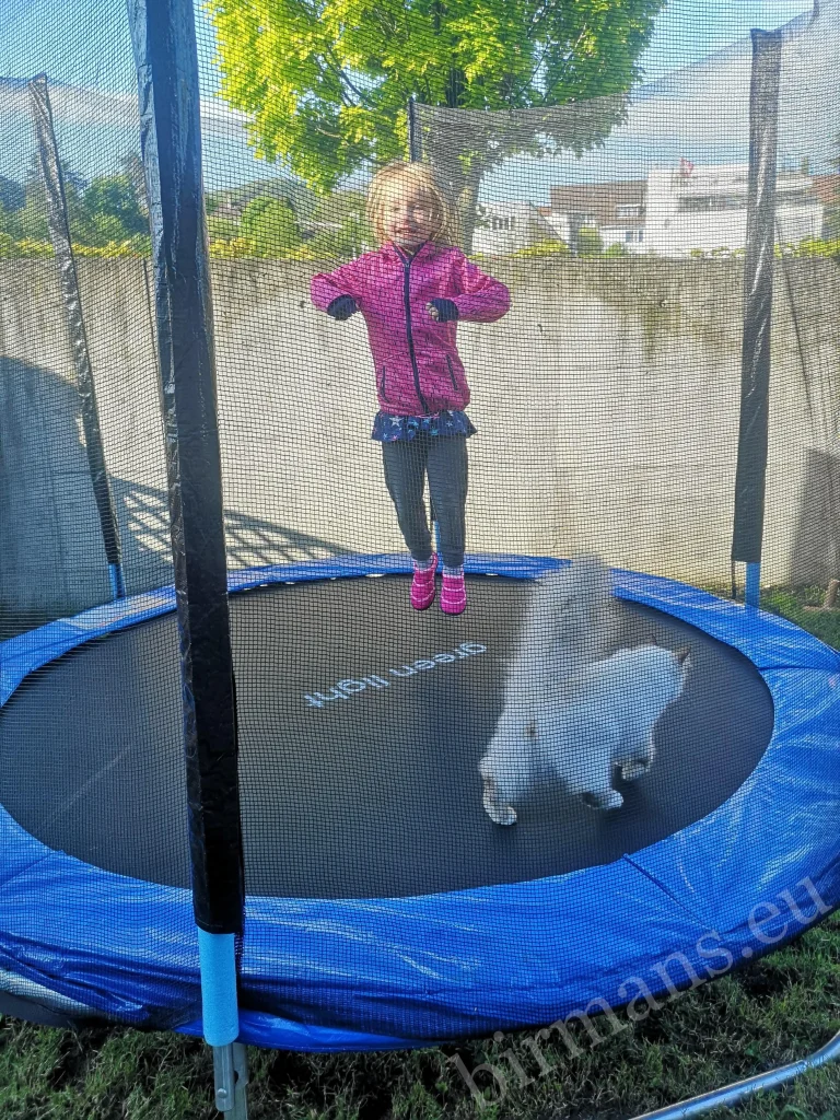 Gatos Birmanos Saba Wanderer y Saba Hamlet con una niña en un trampolín en Suiza – comentarios reales de clientes