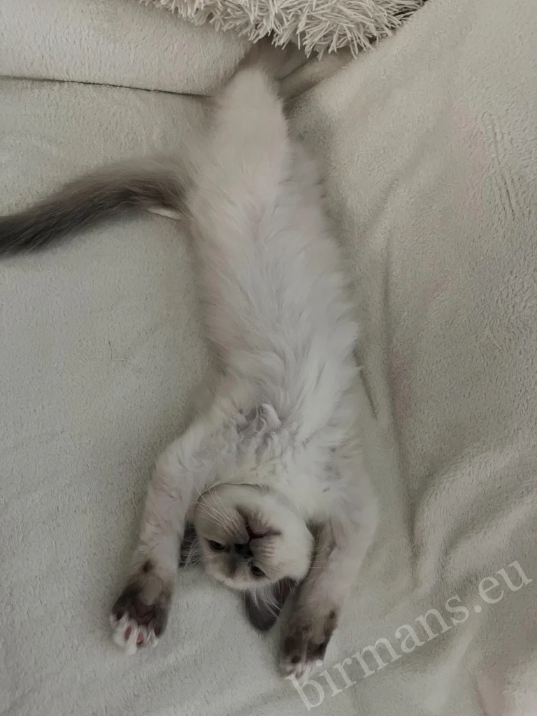 Gato Birmano Saba Julian descansando en el sofá en Hungría – postura lúdica, comentario real de un cliente