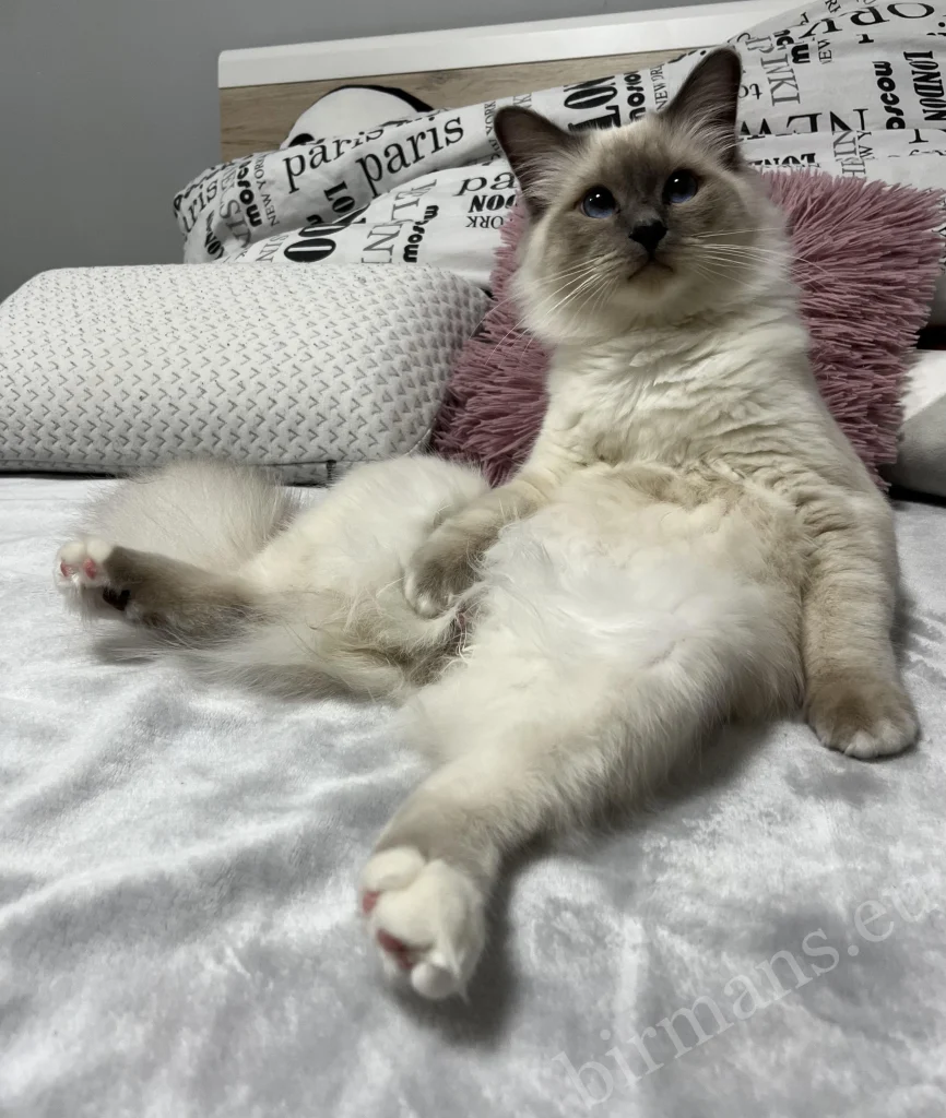 Gato Birmano Saba Julian viendo la televisión en Hungría – comentario real de un cliente, situación de vida doméstica