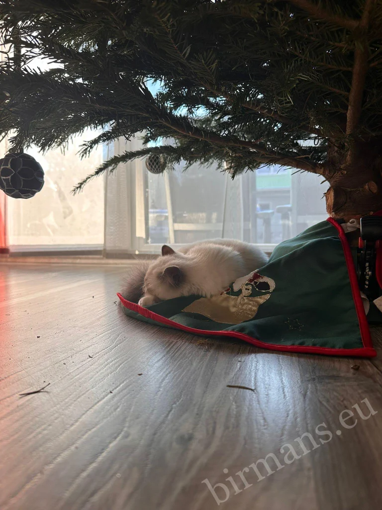 Gatas Birmanas Saba Nova y Saba Noelle debajo de un árbol de Navidad en Austria – comentarios reales de clientes