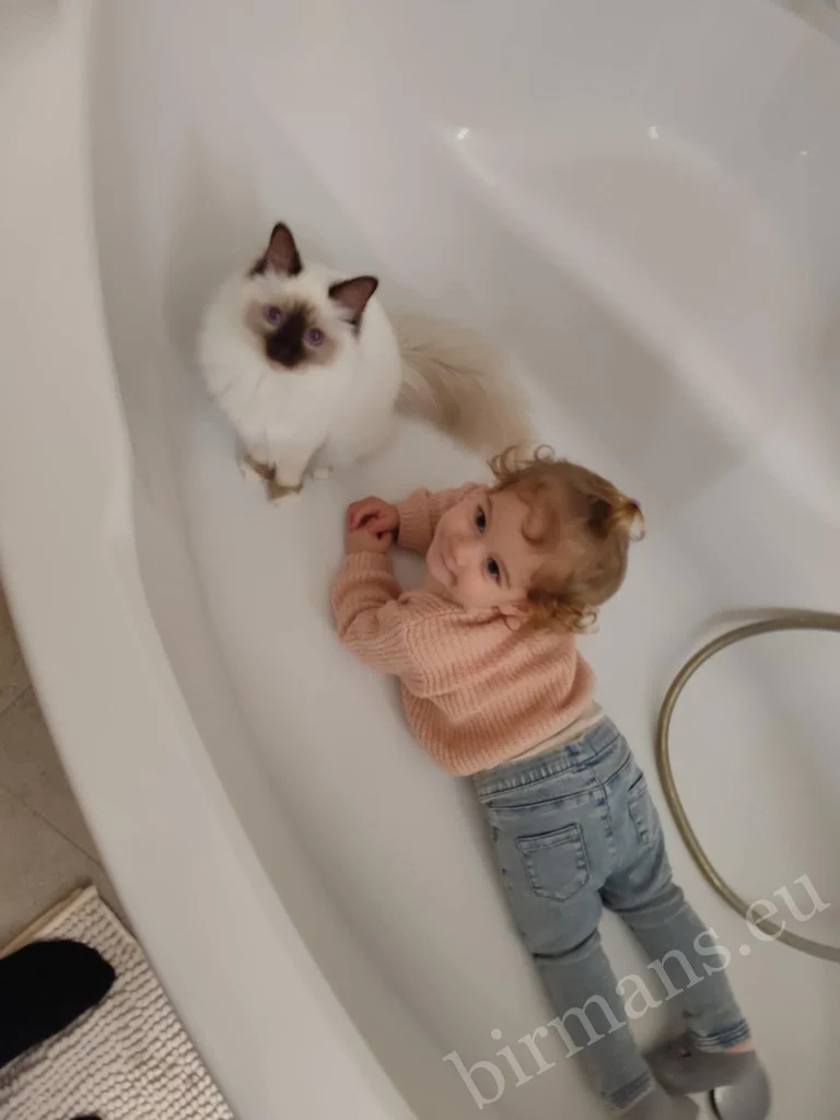 Gato Birmano Saba Poppy con un niño pequeño en la bañera en Hungría – comentario real de un cliente, convivencia tranquila