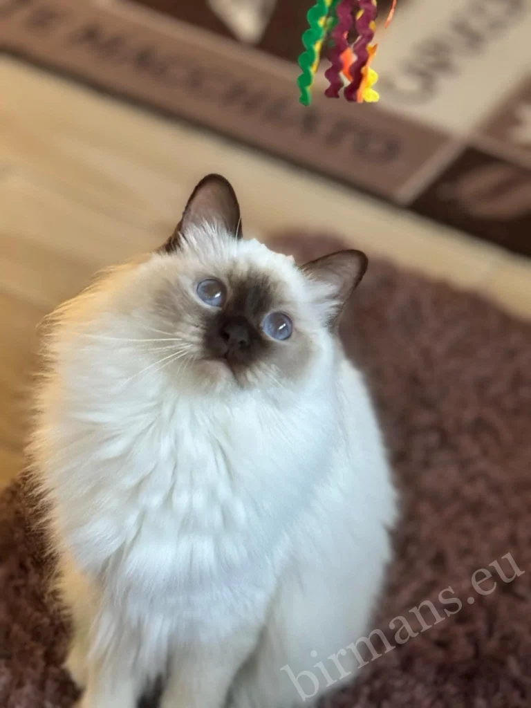 Retrato de cerca del gato Birmano Saba Poppy en Hungría – ojos azules característicos, comentario real de un cliente