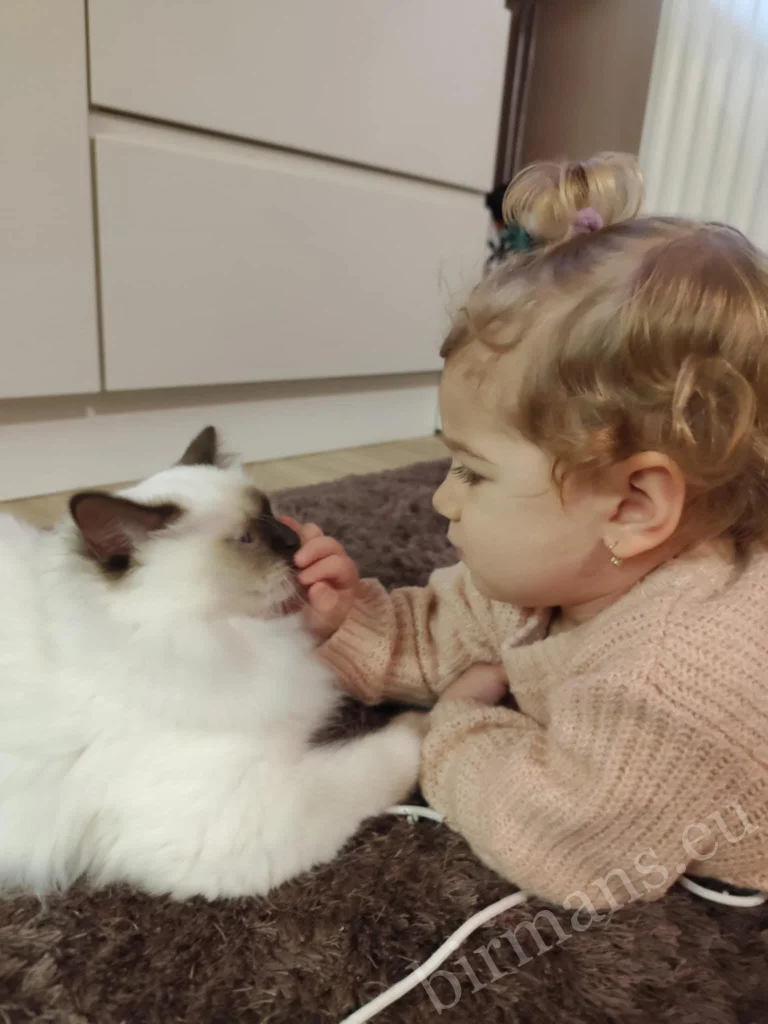 Gato Birmano Saba Poppy acostado frente a un niño pequeño, tocándose en Hungría – comentario real de un cliente