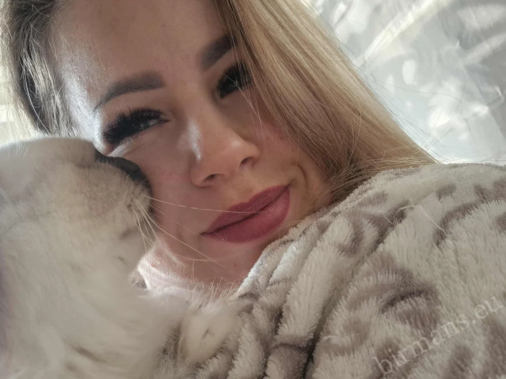 Gato Birmano Saba Poppy dando un beso a su dueño – momento cercano e íntimo, comentario real de un cliente