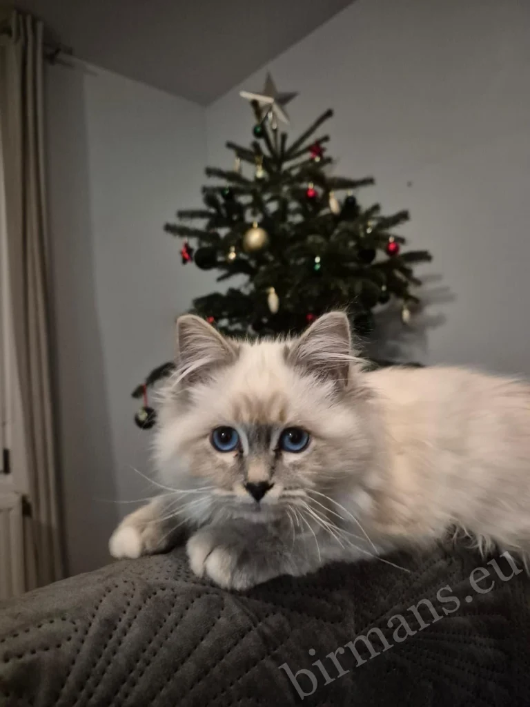 Gata Birmana Saba Serenity frente a un árbol de Navidad en Austria – comentarios reales de clientes, entorno doméstico festivo