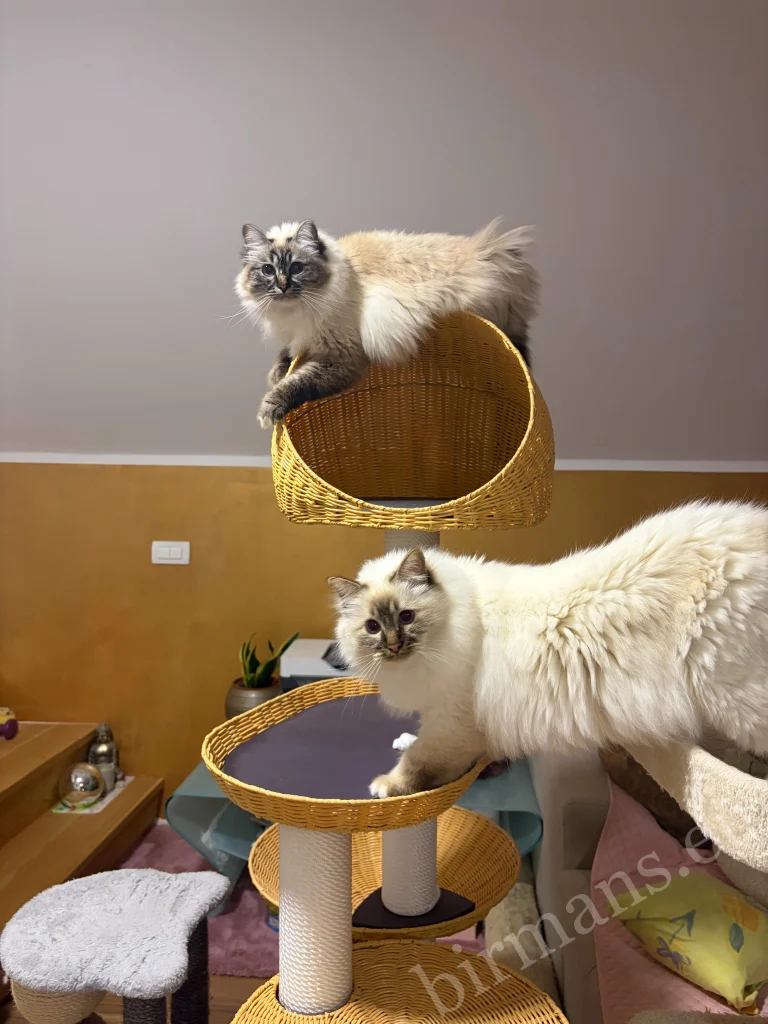 Gatos Birmanos Saba en la parte superior de un rascador en Eslovenia – comentarios reales de clientes