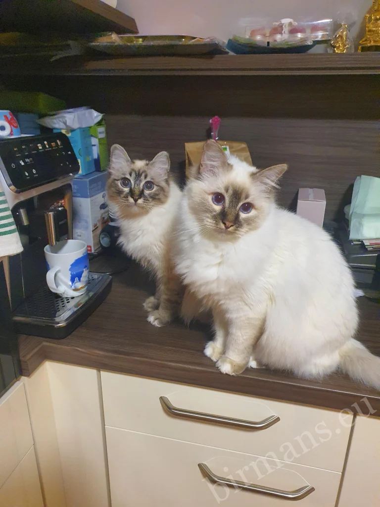 Gatos Birmanos Saba Toma y Saba Taila sentados en la encimera de la cocina en Eslovenia – comentarios reales de clientes