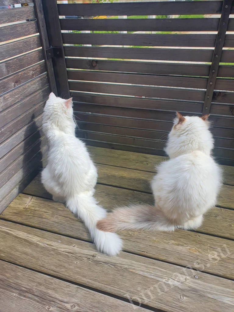 Gatos Birmanos Saba Toma y Saba Taila fotografiados de espaldas en Eslovenia – comentarios reales de clientes