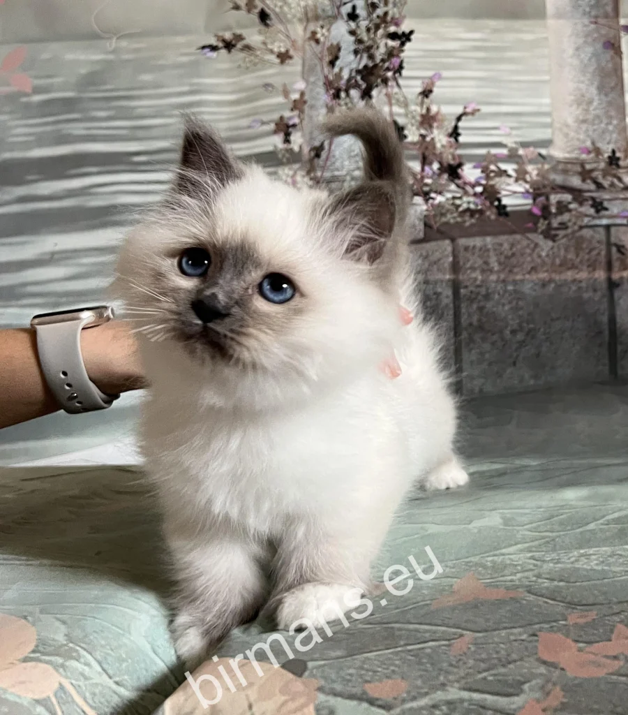 Gata Birmana Saba Tracie en el criadero Saba en Hungría – entorno tranquilo y presencia natural