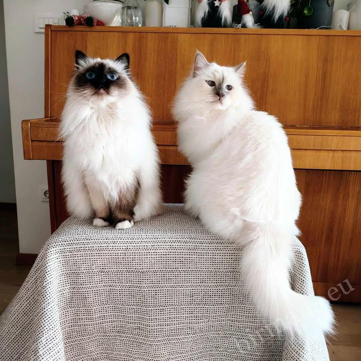 Gatos Birmanos Saba Unity (Perla) y Saba Jasper (Gasper) en un entorno doméstico en Eslovenia – testimonio real de un cliente