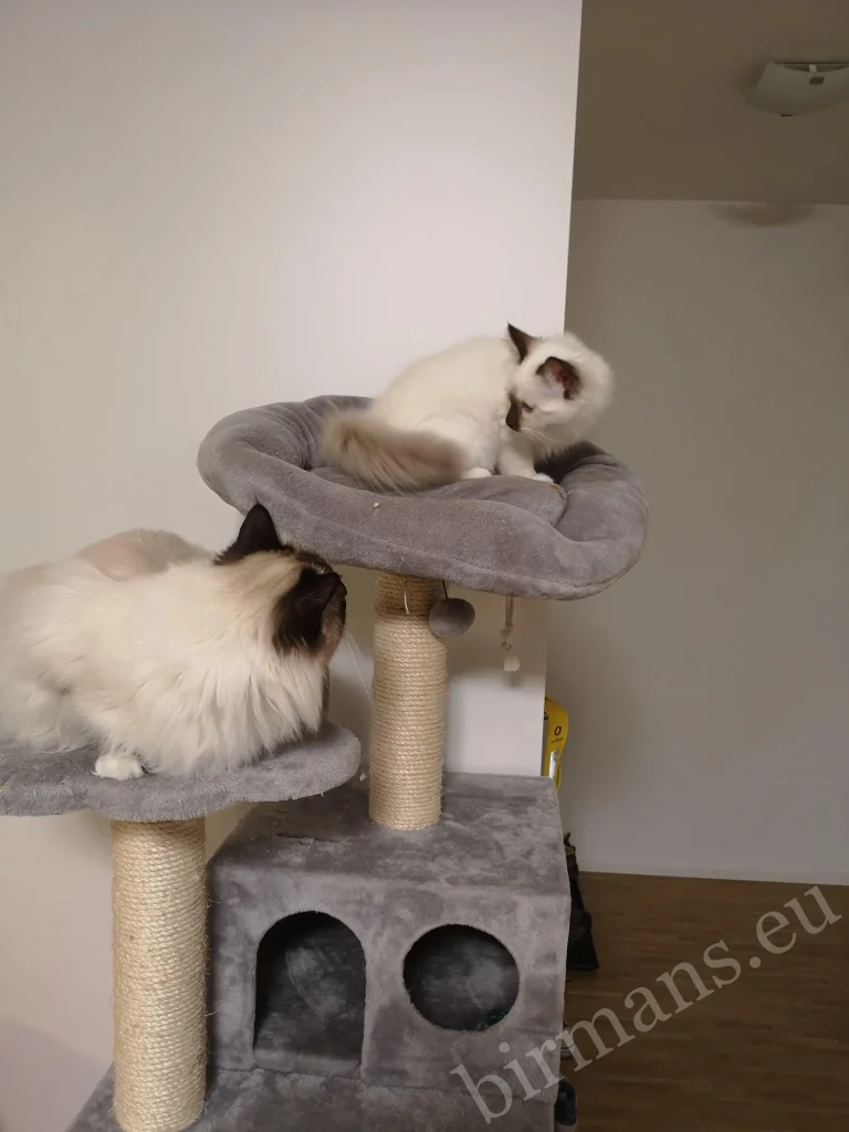 Gatos Birmanos Saba Wanderer y Saba Hamlet en un rascador en Suiza – comentarios reales de clientes