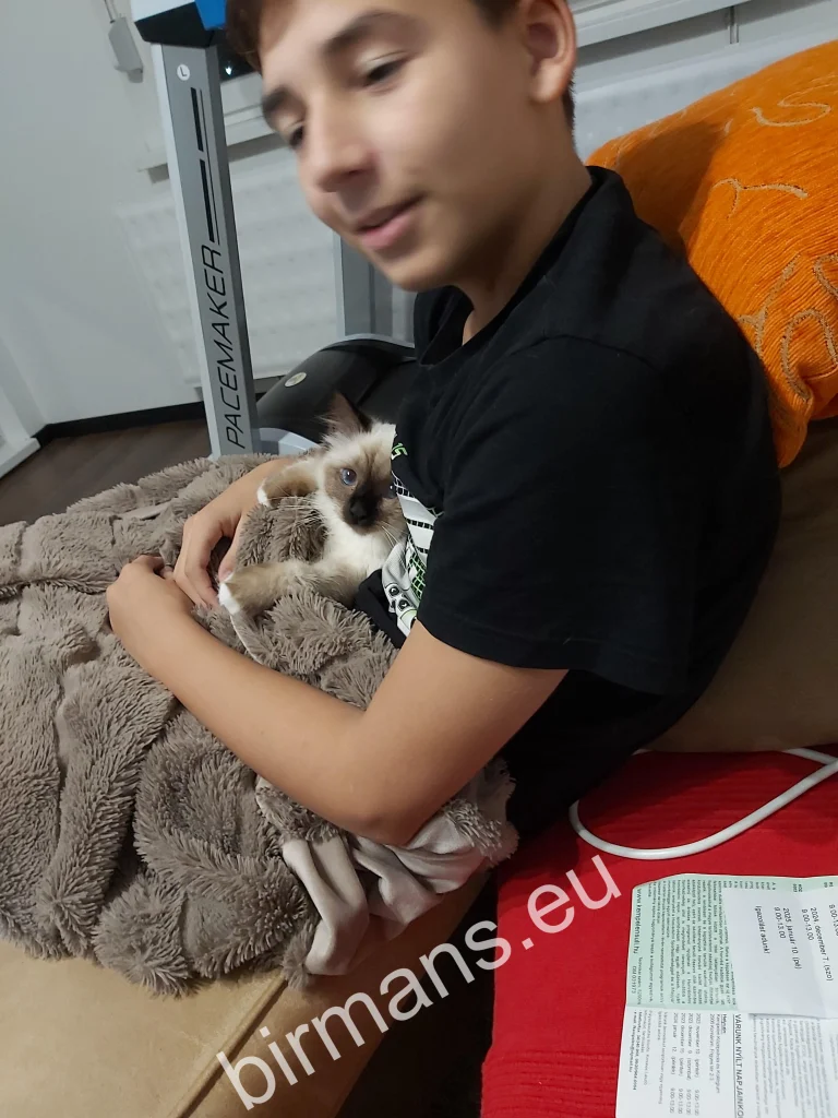 Gata Birmana Saba Winter (Luna) descansando en el regazo de su dueño bajo una manta en Eslovaquia – comentarios reales de clientes