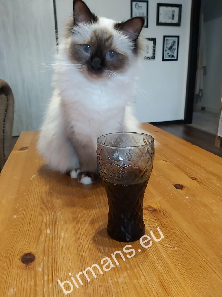 Gata Birmana Saba Winter (Luna) en la mesa frente a una Coca-Cola en Eslovaquia – comentarios reales de clientes