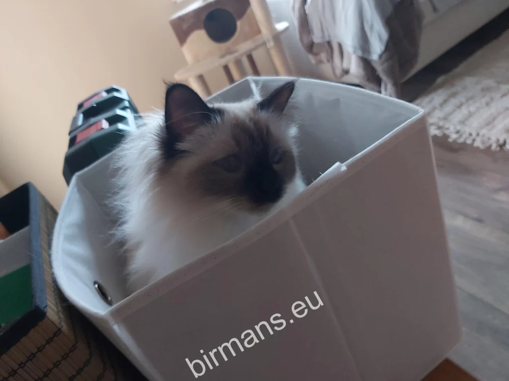 Gata Birmana Saba Winter (Luna) escondida en una caja en Eslovaquia – comentarios reales de clientes