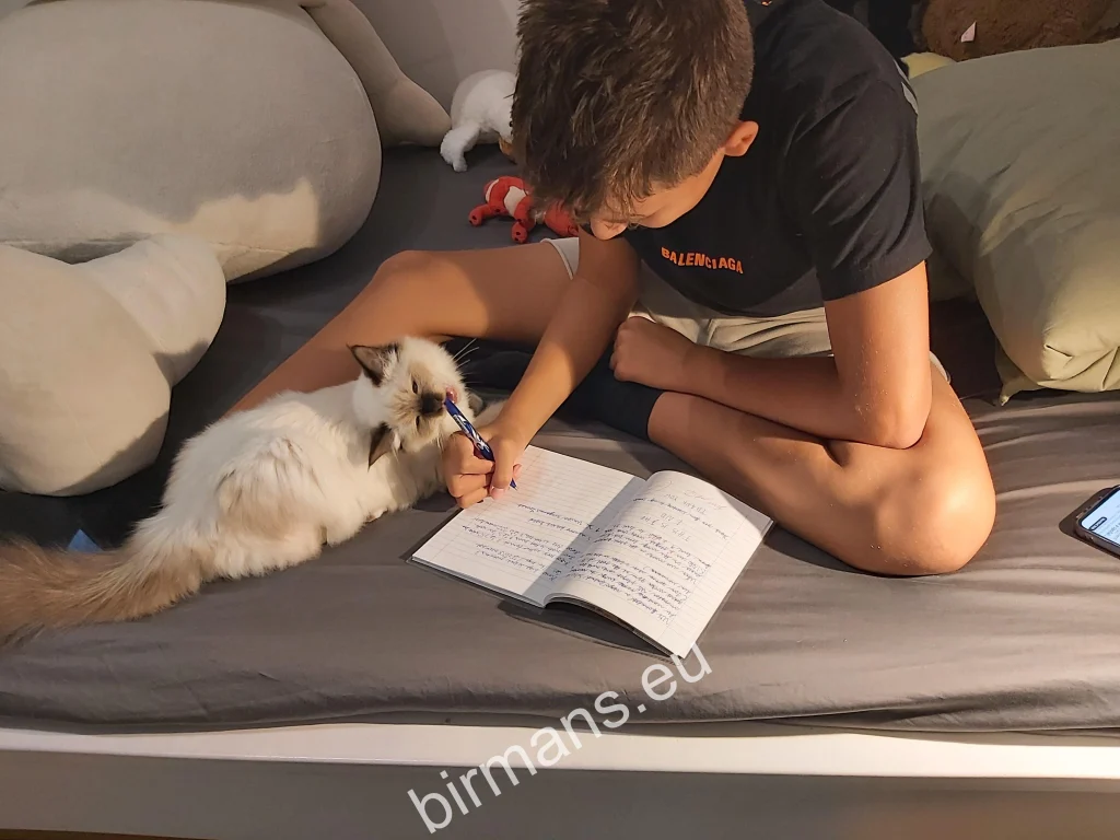 Gata Birmana Saba Winter (Luna) estudiando con su dueño en Eslovaquia – comentarios reales de clientes