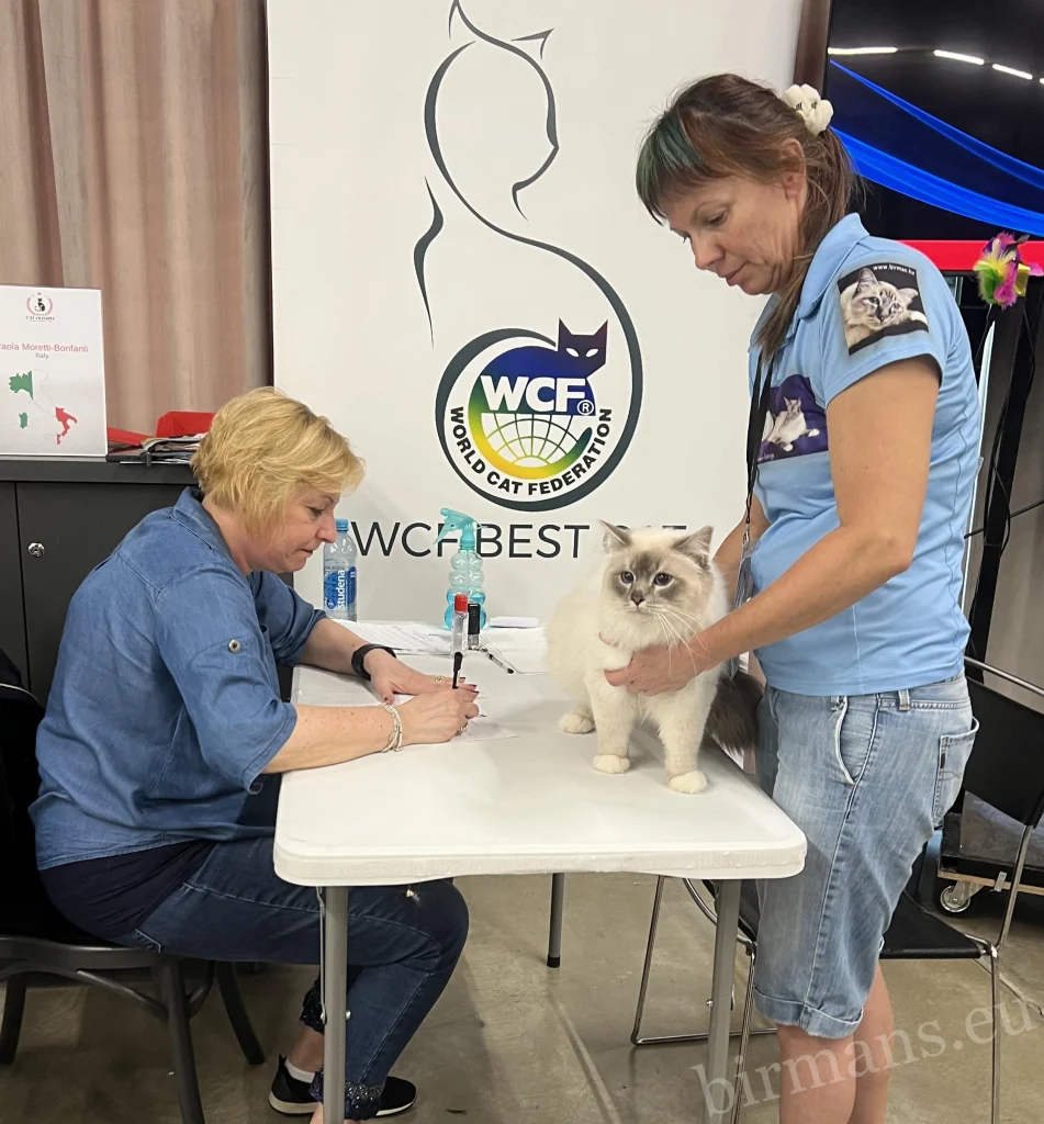 Juicio WCF con gato Birman – criadero Saba Birman