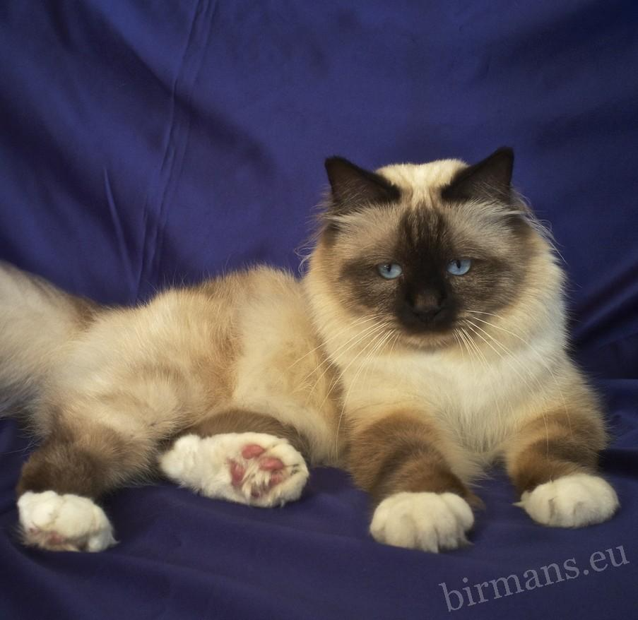 Retrato de semental Birman WCH Moonlight Yenzo of Saba – calidad de Campeón Mundial