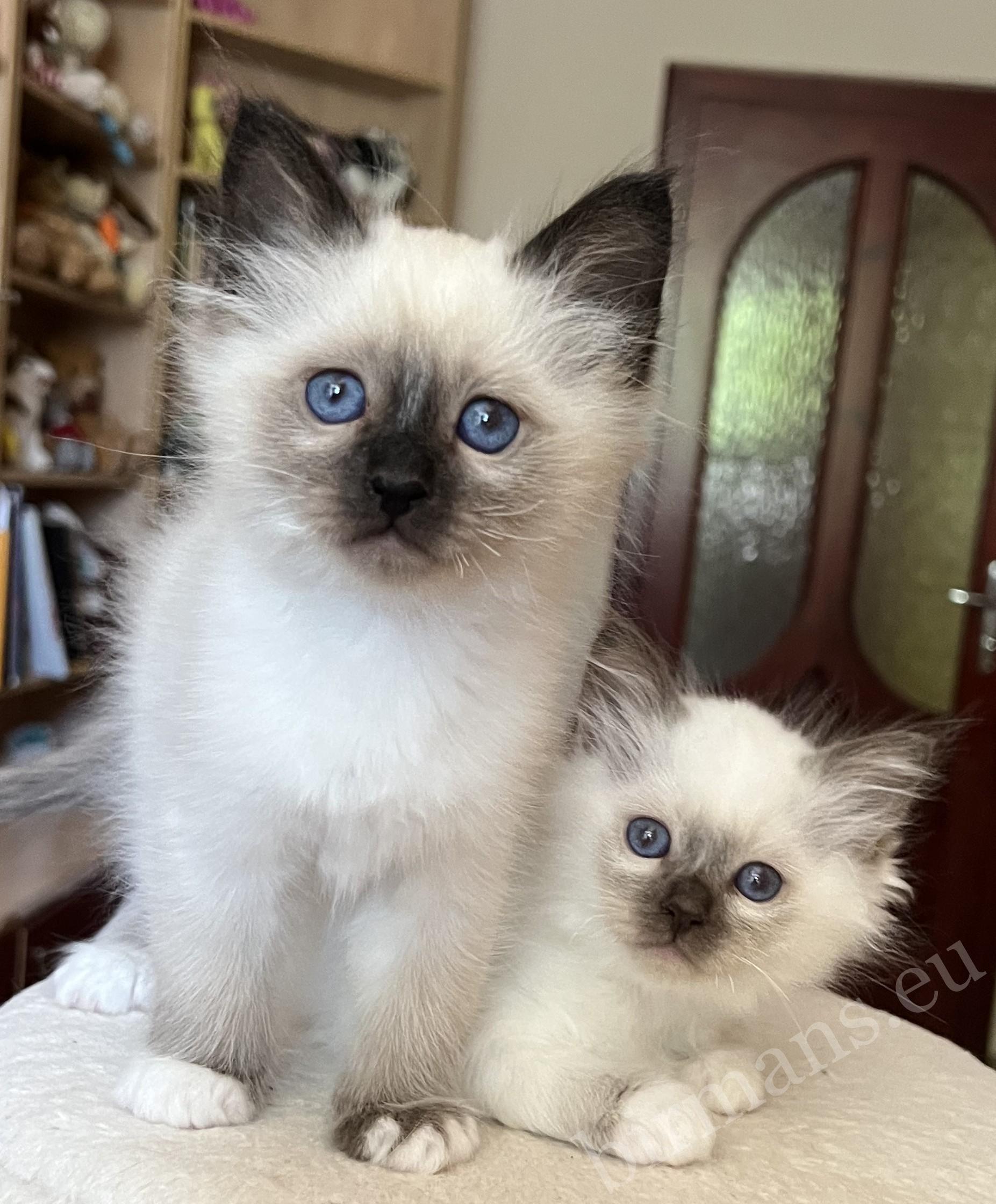 Saba Vico, gatito Birmano de 8 semanas, junto a su hermana