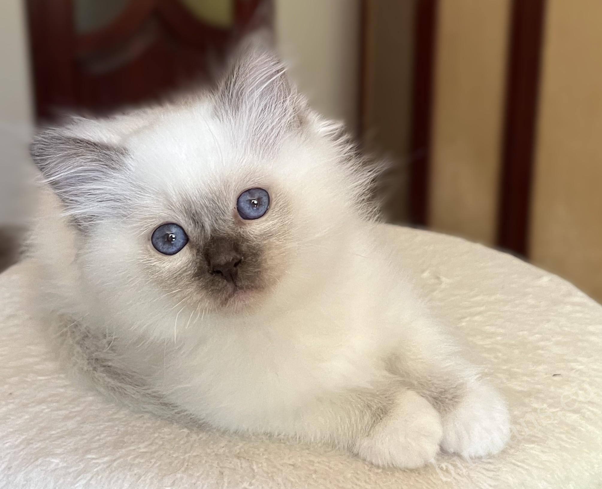 Saba Vela, gatita Birmana chocolate point de 8 semanas, con ojos preciosos y una apariencia elegante