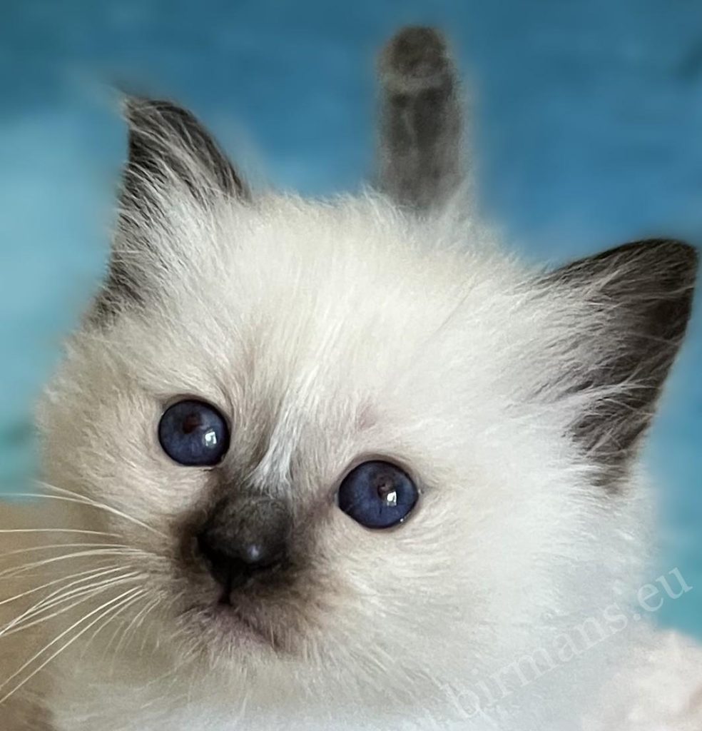 Saba Yuna, gatita Sagrado de Birmania seal point – disponible y reservable
