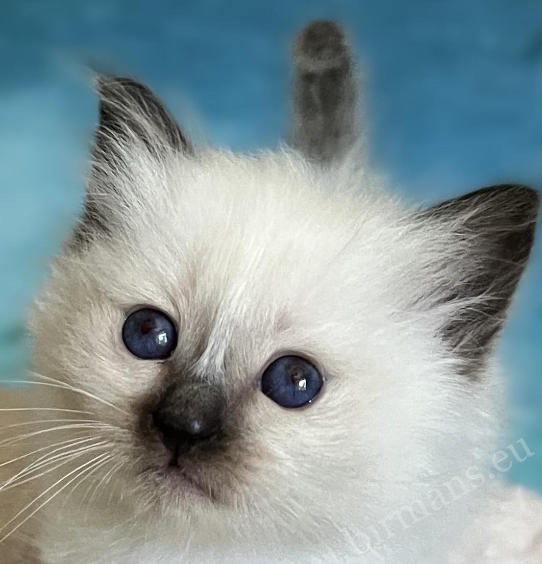 Saba Yuna, gatita Sagrado de Birmania seal point – disponible y reservable