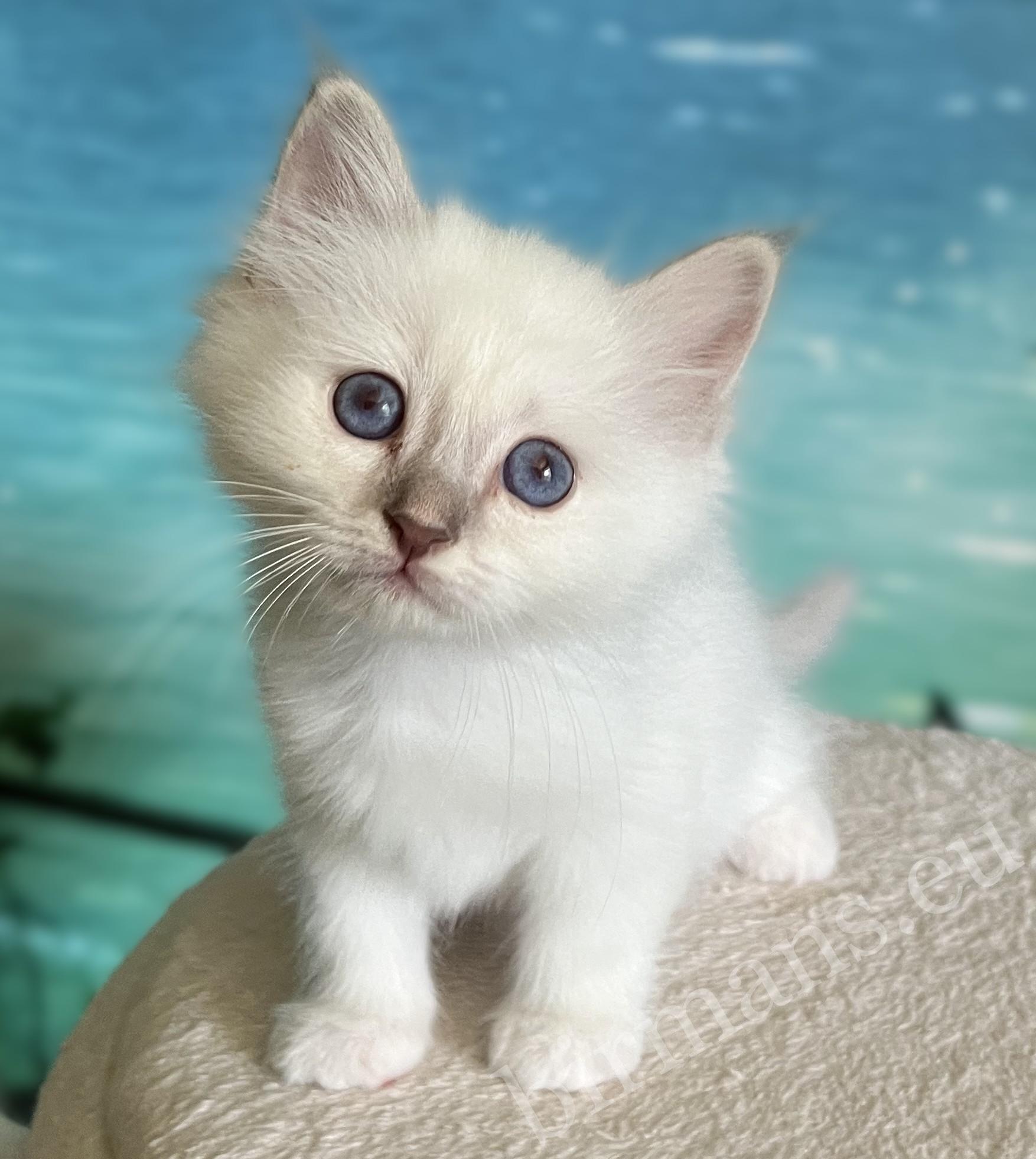 Disponible: Cachorro macho Sagrado de Birmania Saba Bentley Lilac Tabby de pie de frente