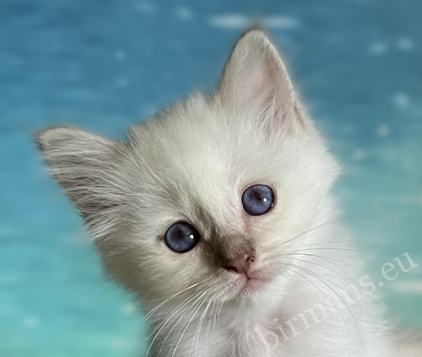 Retrato en primer plano de la cachorra de Sagrado de Birmania lilac point Saba Bianca, con ojos azules extremadamente profundos. Gatito Birmano disponible en el criadero Saba Birman.