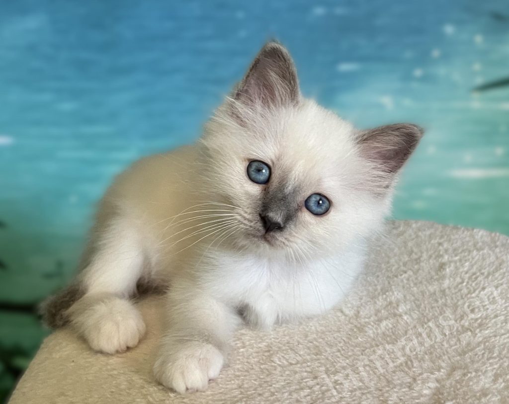Gatito Sagrado de Birmania Blue Point reservable tumbado de frente – Saba Birman