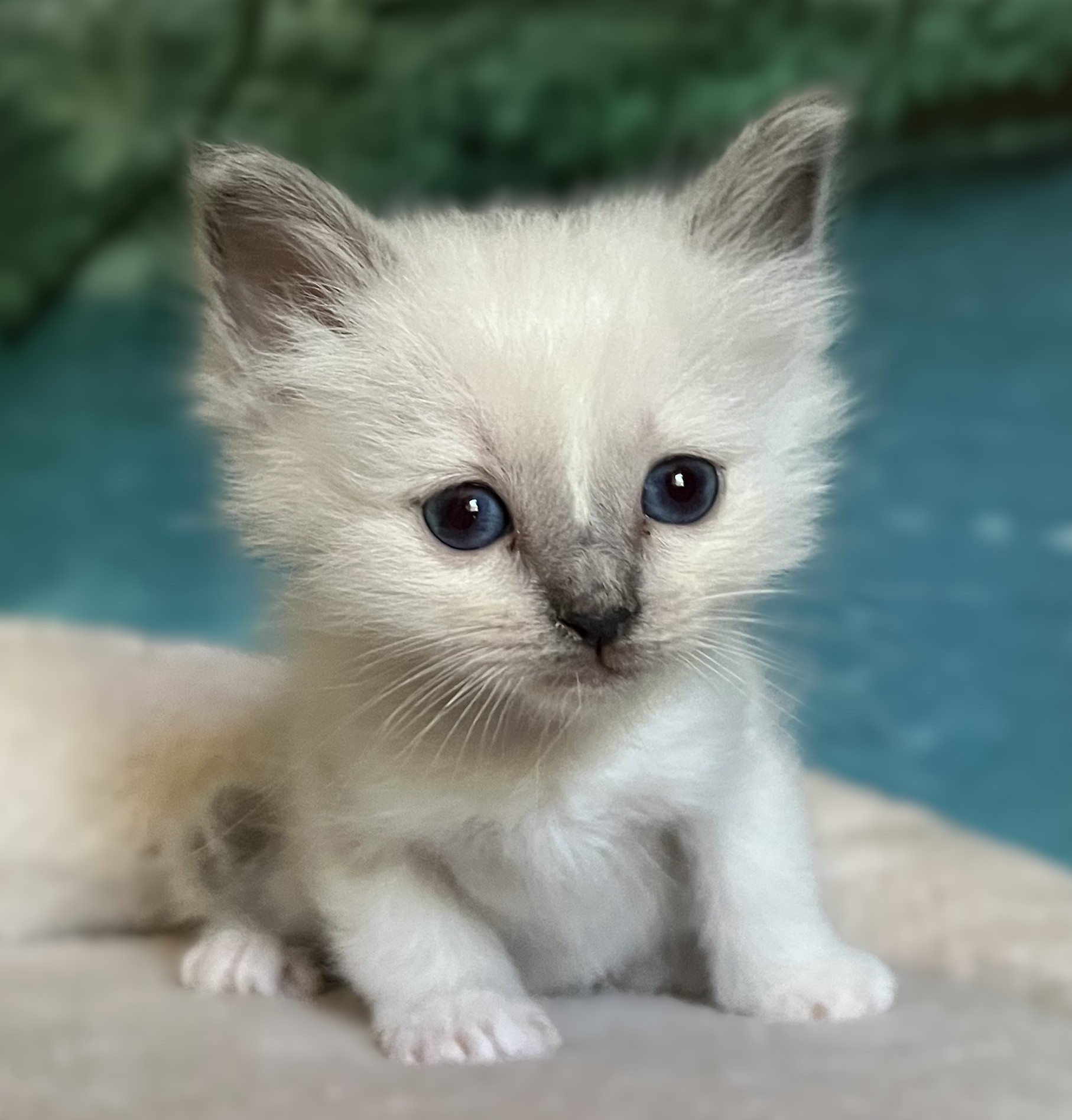 Retrato de Saba Byron, gatito macho Birmano blue point, disponible, con excelentes cualidades para exposición