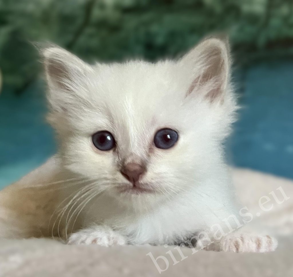 Disponible: Retrato del gatito Sagrado de Birmania Saba Bentley