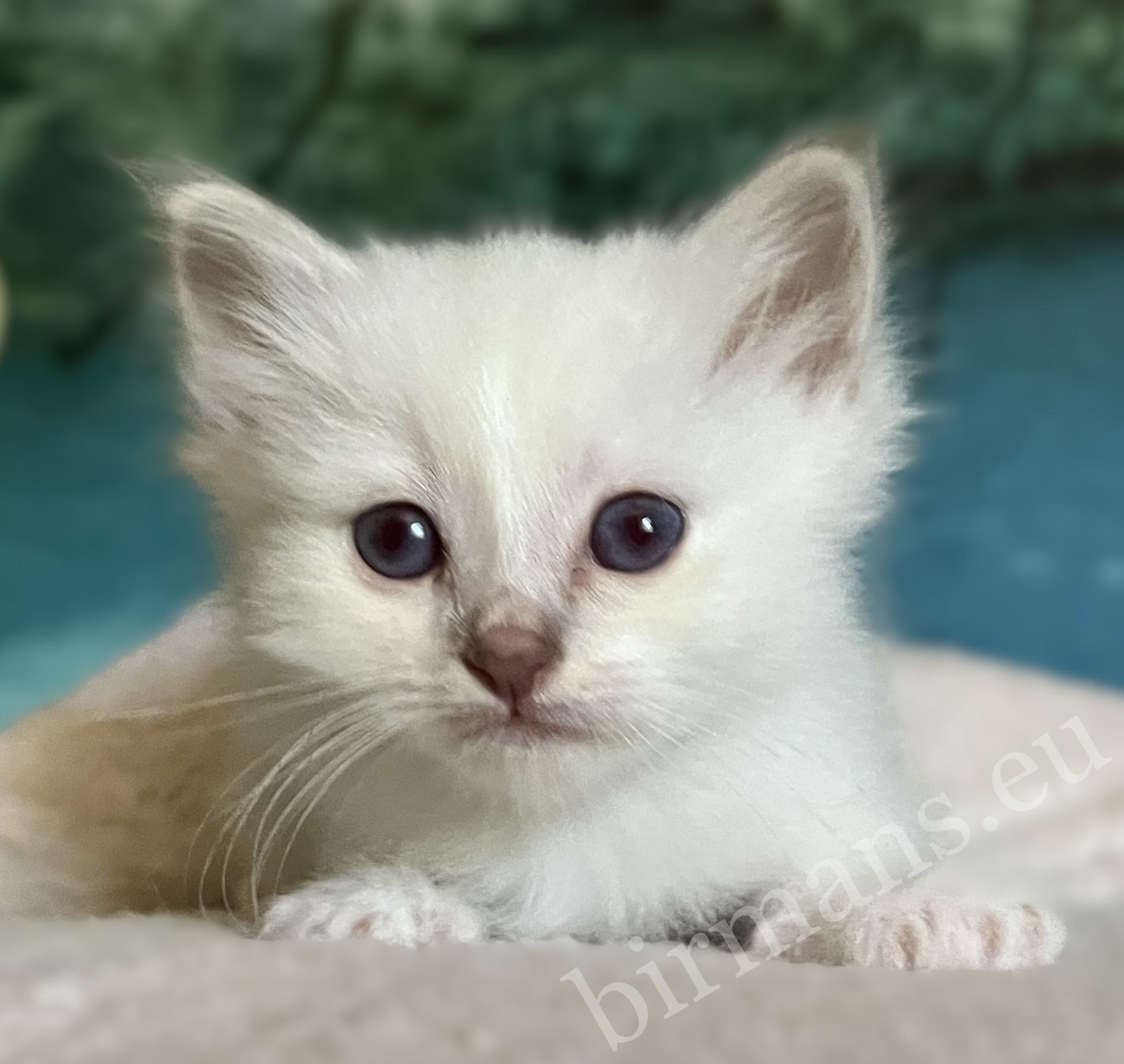 Disponible: Retrato del gatito Sagrado de Birmania Saba Bentley