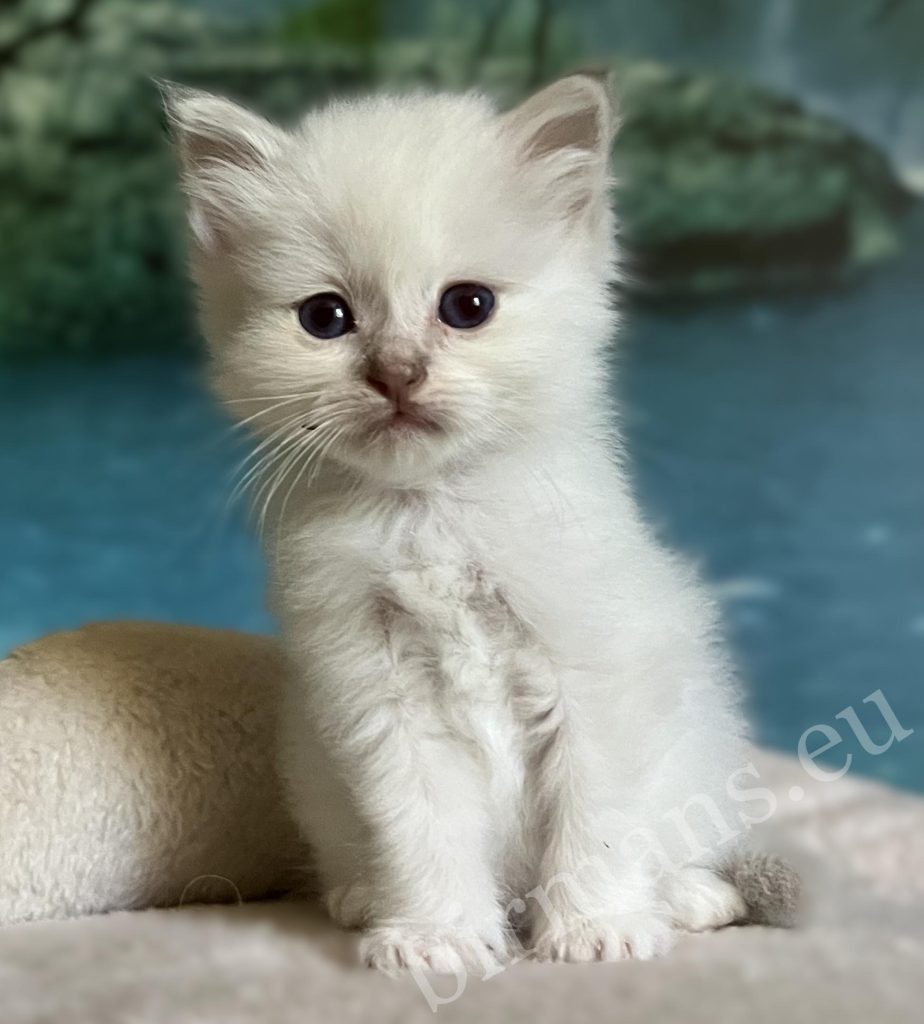 Saba Bianca, gatita Sagrada de Birmania lila hembra disponible, sentada de frente