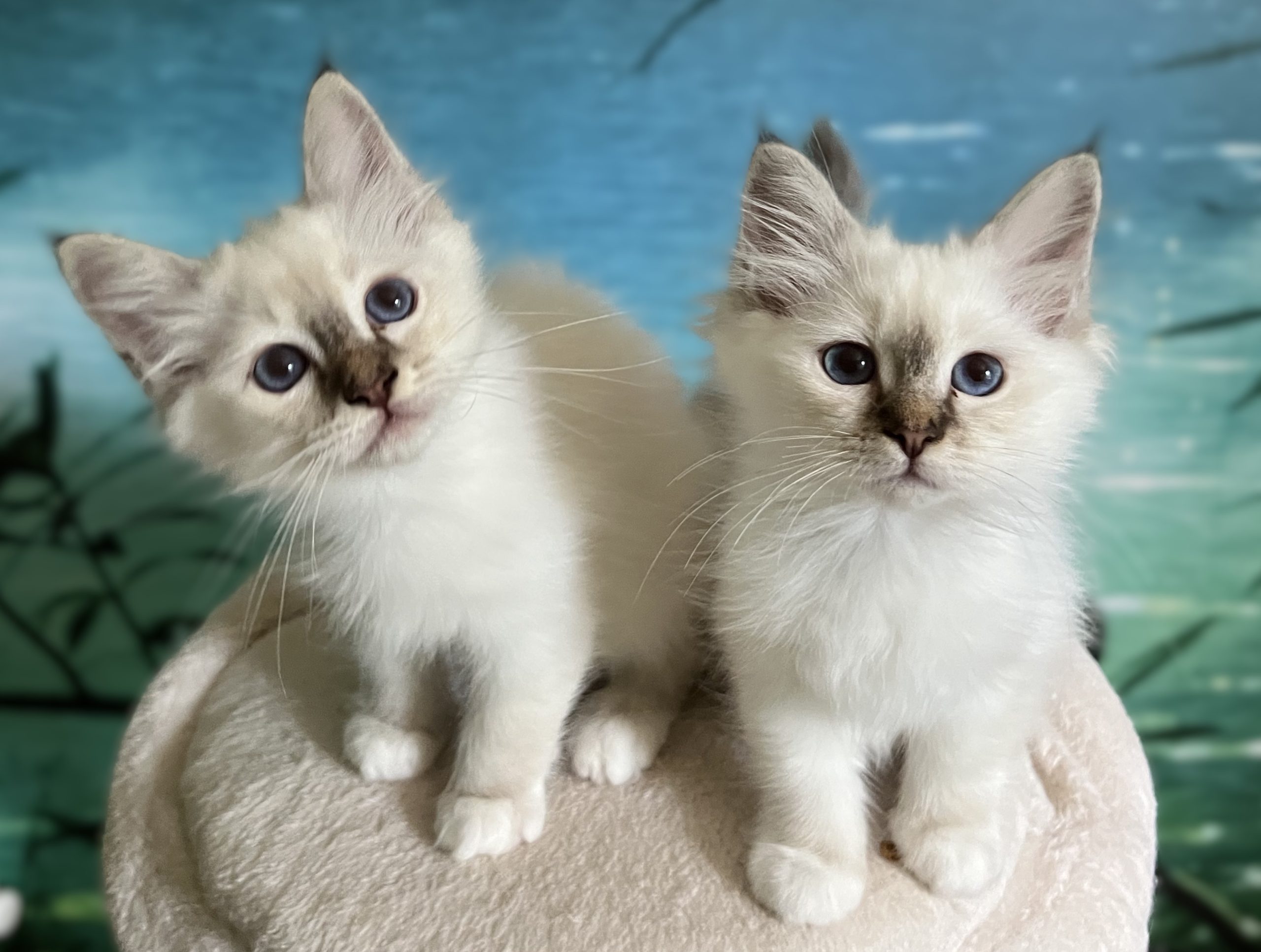 Saba Yorick y Saba Ysolde, una pareja de hermanos Sagrado de Birmania chocolate tabby reservables, miran juntos a la cámara en el criadero Saba Birman