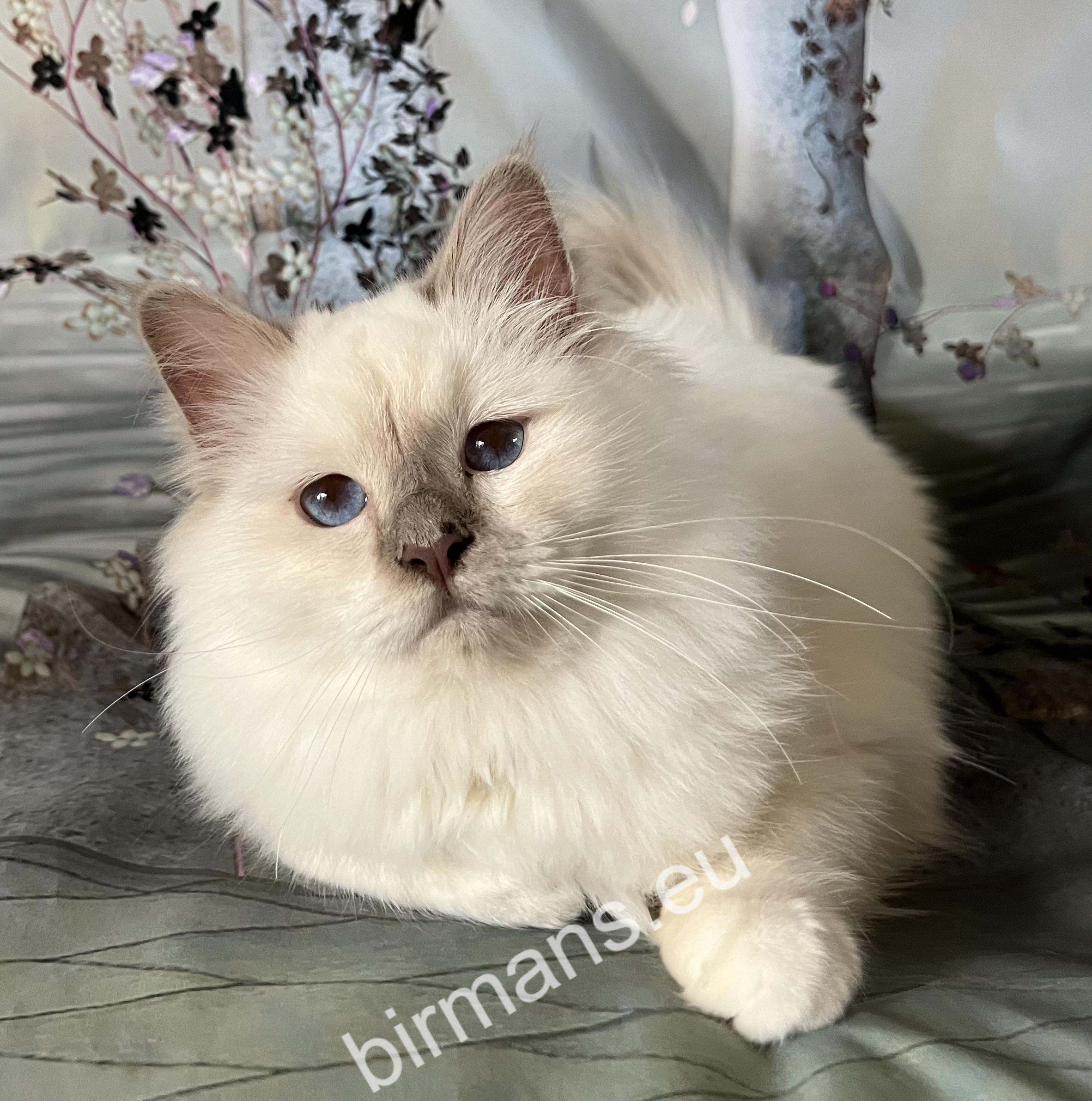 ICH Saba Wanda, hembra de gato Birmano campeona internacional, representante destacada del programa de cría de Saba Birman