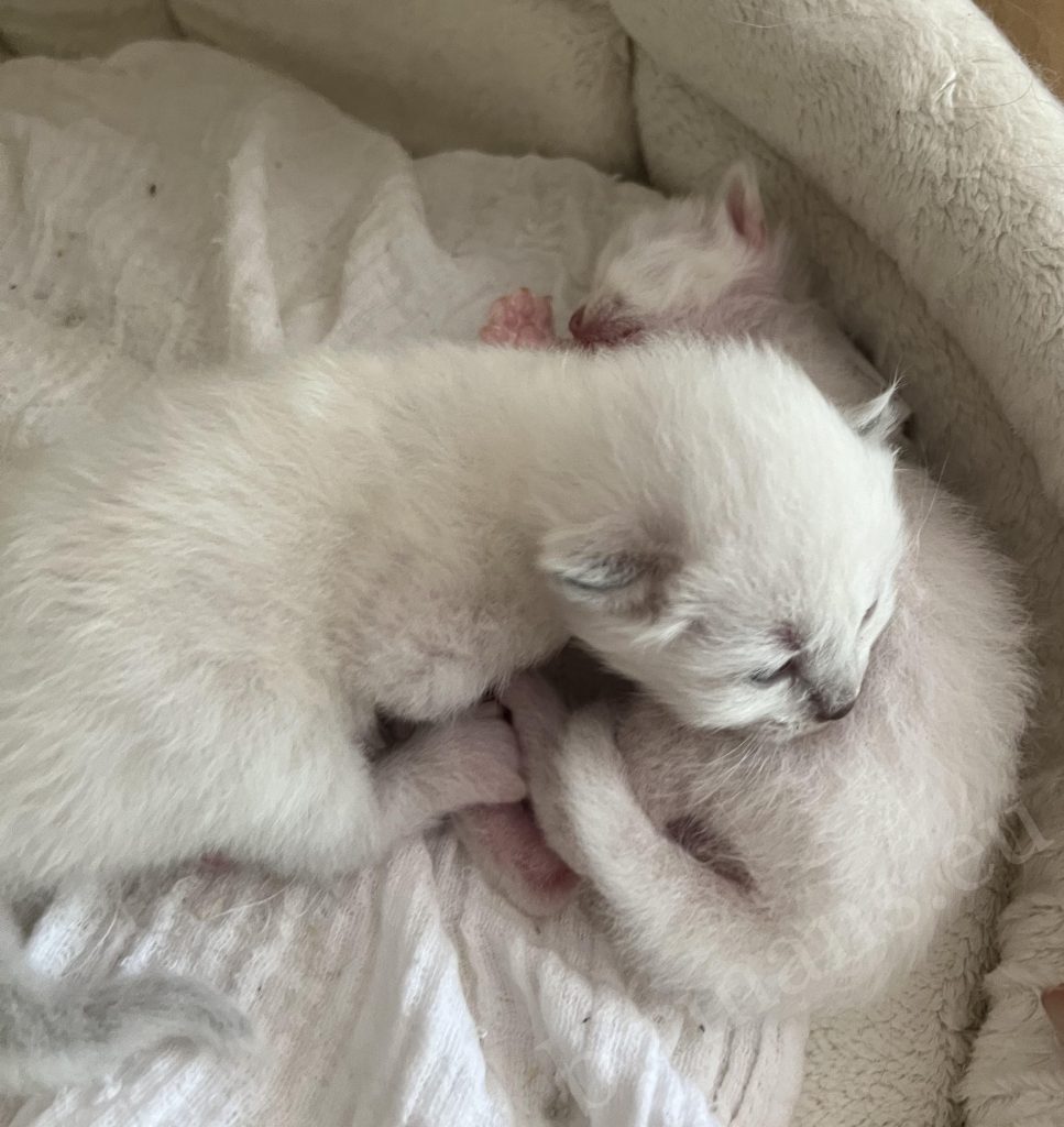 Dos gatitos Birmanos recién nacidos de la camada de Nadine juntos en la cesta