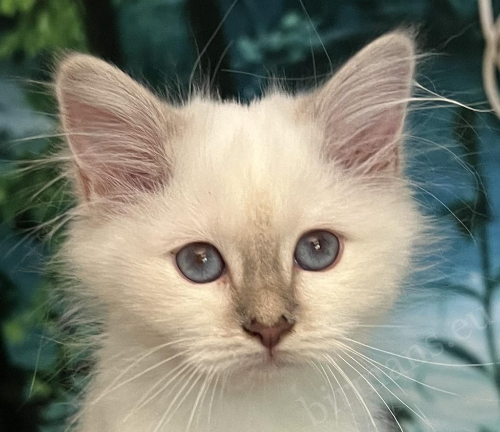 Saba Bianca, cachorro de Birmano lilac tabby disponible con ojos azules especiales