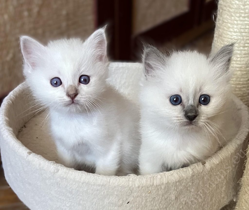 Pareja de hermanos cachorros de Sacred Birman mirando juntos a la cámara