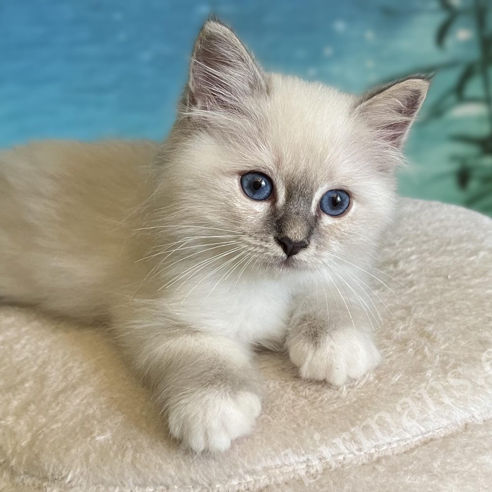 Saba Zeno, gatito macho blue lynx point disponible, tumbado de perfil.