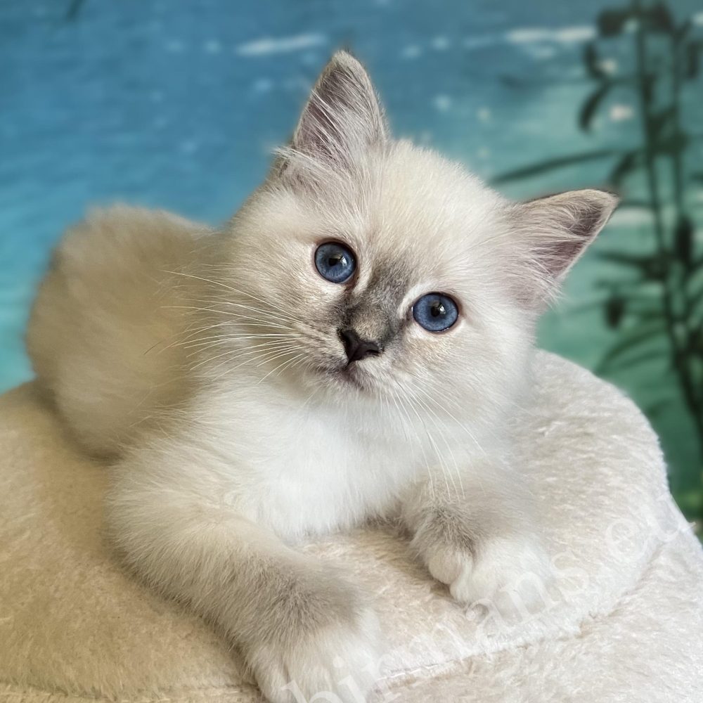 Saba Zeno, gatito macho blue lynx point disponible, tumbado de frente.