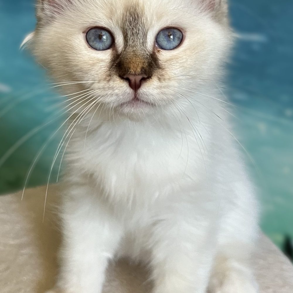 Saba Ysolde, gatita hembra atigrada chocolate disponible, sentada de frente.